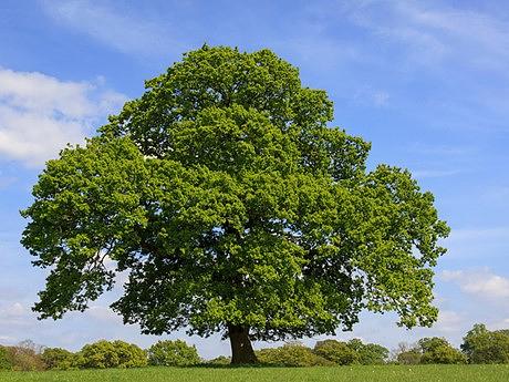 sessile-oak-tree-id-photo-alamy-ea8mwk.jpg
