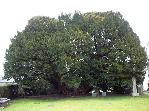 The_Llangernyw_yew.jpg