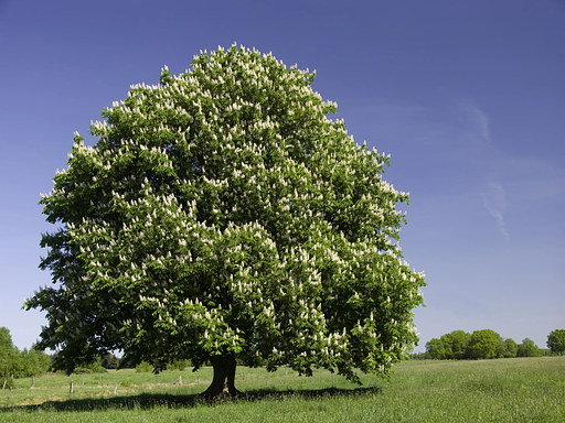 Chestnut-1.webp